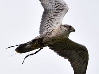 Ger- und Sakerfalke 036